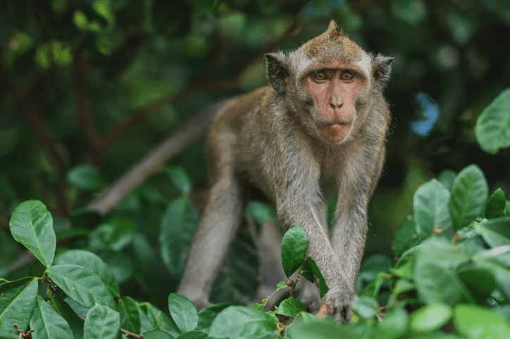 Inequality is a feature of healthy economies says the wise capuchin monkey.